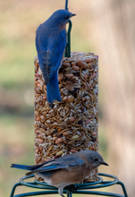 Mr. Bird Bugs, Nuts, & Fruit Seed Cylinder